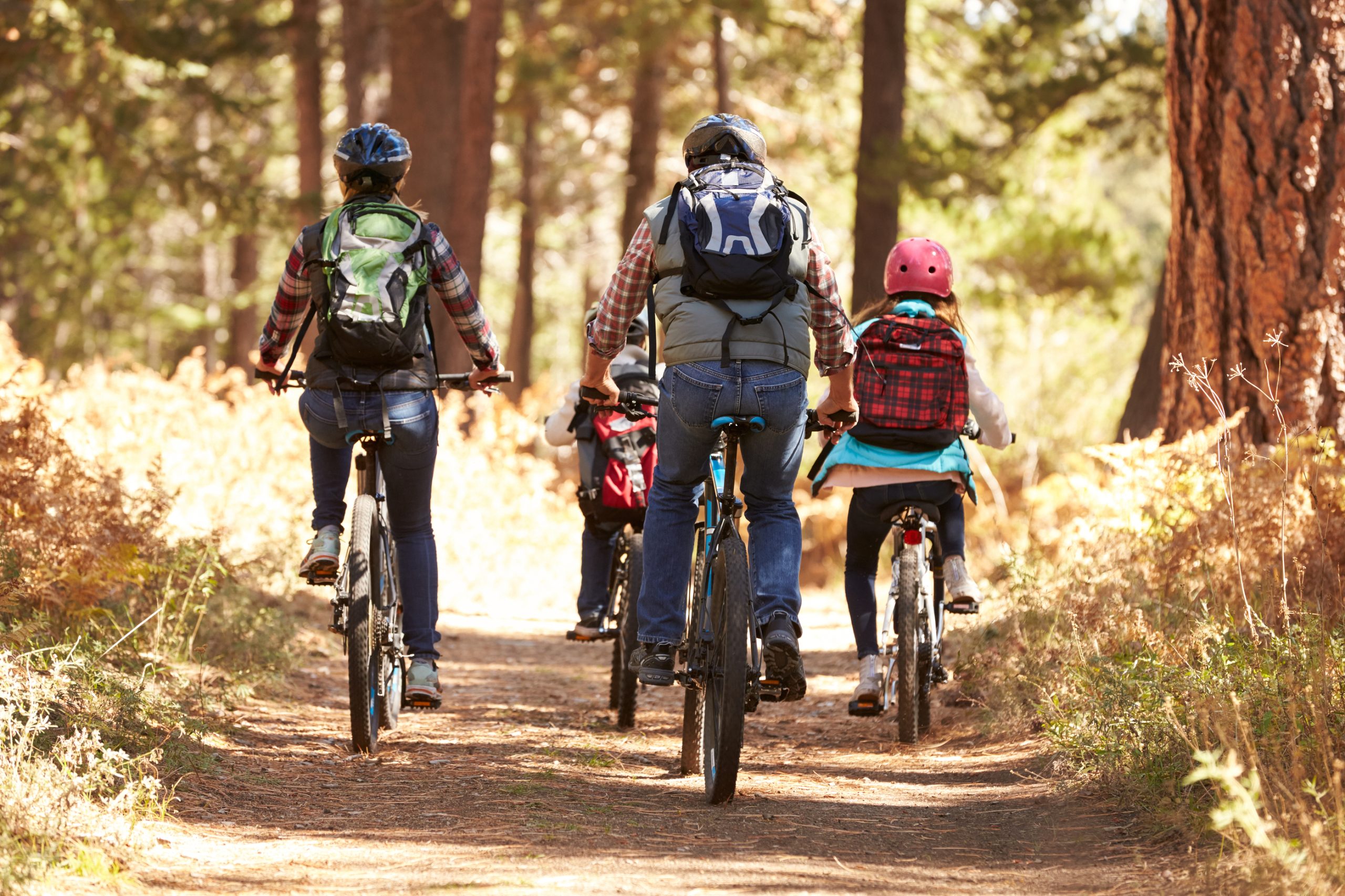 Family mountain biking on forest trail, back view Family mountain biking on forest trail, back view